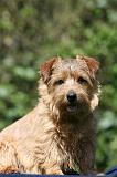 NORFOLK TERRIER 065